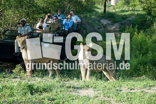 Löwen (41 von 69).jpg